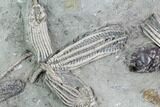 Stunning Crinoid Plate ( species) - Crawfordsville #94830-1